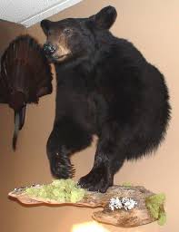 Black Bear Half Mount This Photo Was Uploaded By Hauntedhunter06 Bear Mounts Black Bear Bear