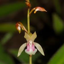 Image result for Eulophia calantha