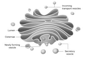 Therefore an animal cell is similar to a hospital. Describe With The Help Of A Diagram The Structure Of Class 11 Biology Cbse