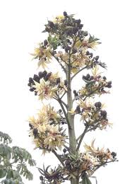 Image result for Agave vivipara