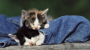 تحميل 100 صورة خلفيات قطط رائعة وعالية الدقة مداد الجليد Kittens Cutest Sleeping Kitten Cats