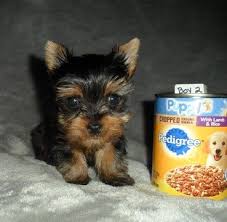 They're mightier than they seem, so they need someone are you ready to start looking for teacup yorkies for sale? Yorkshire Terrier Puppy For Sale In Stanton Mo Adn 27967 On Puppyfinder Com Gender Male Age 8 Yorkshire Terrier Puppies Yorkshire Terrier Puppies For Sale
