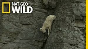 We were headed all the way back up to logan pass and wanted to be sure to get a parking spot this time, so we left camp as early as we could muster. Rock Climbing Goats World Wide Web Youtube