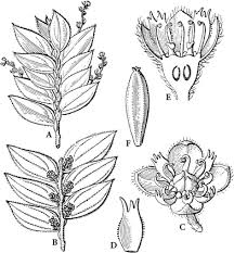 Image result for Anisophylleaceae