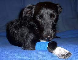 Is there any way to humanely euthanize a dog at home? How To Euthanize A Dog With Tylenol Pm Best Way To Put Down A Dog