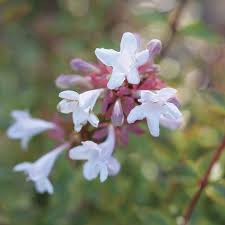 Image result for Albertisia exelliana