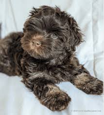 Havanese puppies in northern virginia. Havanese Florida