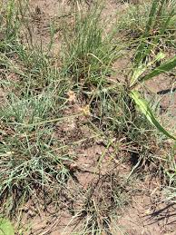 Image result for Periglossum mackenii