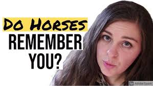 Q9: Do Horses Remember You? #BeginnerEquestrianStartingOut