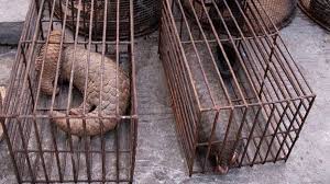 Photographer paul hilton followed poachers in indonesia to raise awareness of this gentle animal. Cientistas Independentes Associam Coronavirus Ao Trafico De Pangolins