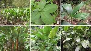 Maybe you would like to learn more about one of these? Functional Traits Of Broad Leaved Monocot Herbs In The Understory And Forest Edges Of A Costa Rican Rainforest Peerj