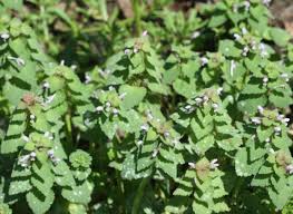 Be sure to feed your lawn regularly. Managing Weeds In Warm Season Lawns Home Garden Information Center