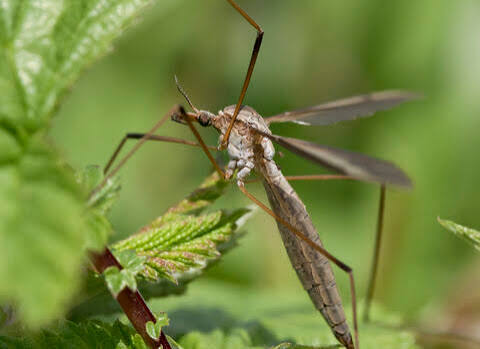 Daddy longlegs | The Wildlife Trusts