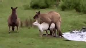 تزاوج الكنغر تزاوج الجيوانات عالم الحيوان Animals Kangaroo Horses
