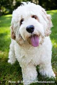 labradoodle types types of labradoodles