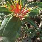 Image result for Dictyophleba