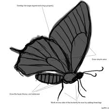 Mountain black and white outline clipart panda free clipart images. Realistic Butterfly Drawings In 4 Steps With Photoshop
