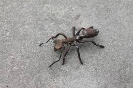 Small Scrap Metal Ant 3 Insect Sculpture Common Red Etsy In 2020 Metal Scrap Metal Art Scrap Metal