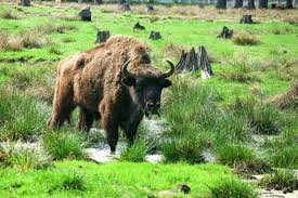 Belarus—germany working meeting was held in minsk. Der Bialowieza Nationalpark In Polen Der Letzte Urwald Europas