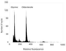 Image result for Oldenlandia affinis
