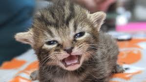 Two cute little newborn kittens moving.studio sot. Neonatal Kitten Rescue Opens Asheville S First Nursery For Orphaned Newborn Kittens Wlos