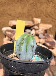 Image result for Myrtillocactus geometrizans