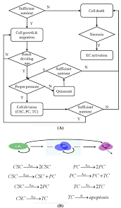 the flowchart of control in the multiscale model of csc