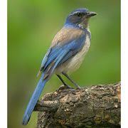 Backyard Birds Of Western Washington Western Scrub Jay Backyard Birds Pet Birds Bird Species
