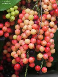 Image result for Antidesma