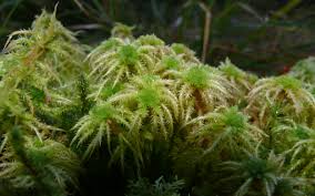Image result for Sphaerocyperus