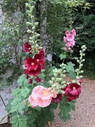 Jun 03, 2021 · hollyhocks need full sun and moist, rich, well drained soil. Grow Hollyhocks From Seed Blakeney Cottage