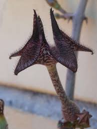 Image result for Ceropegia conrathii