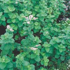 We did not find results for: Apple Mint Mentha Suaveolens My Garden Life
