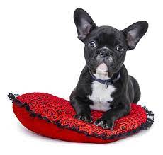 Advanced veterinary care of pasco, hudson, fl. Vet Services At Advanced Veterinary Care Of Pasco Best Vet In The Area