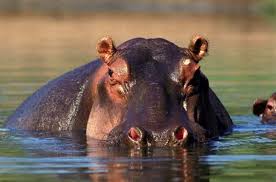 10 Des Animaux Les Plus Dangereux D Afrique Afrizap