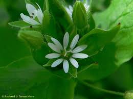 Image result for Stellaria