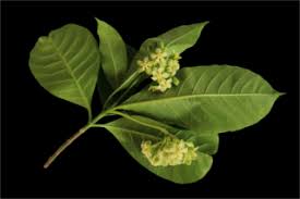 Image result for Liparis killmanniae