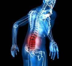 The spleen is an organ of both the immune and circulatory systems located in the posterior recess of the superior left abdomen, near the tail of the pancreas. Eurekalert Science News Releases