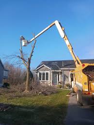 Buffalo Family Tree Care - Trusted Tree Service Near Me
