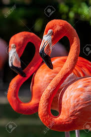 Check spelling or type a new query. Portrait Of A Pair Of Flamingo Birds In Their Natural Environment Stock Photo Picture And Royalty Free Image Image 103927604