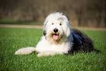 Sheepdog | RuneScape Wiki | Fandom