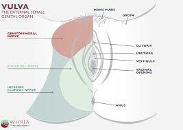 The groin area is the area where. Pudendal Neuralgia Treatment Symptoms Whria