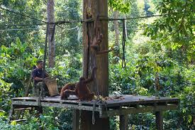Hutan simpan sosopodon is a forest reserve in malaysia and has an elevation of 1267 metres. Lihat Hidupan Liar Dengan Lebih Dekat Di 7 Destinasi Popular Di Sabah