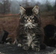 Pin On Meow