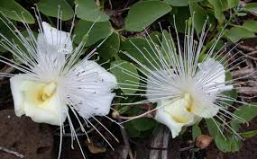 Image result for Capparis citrifolia