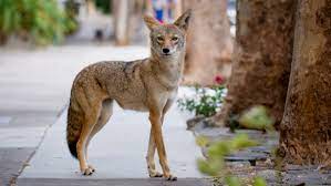 The Misunderstood Coyote | The Humane Society Of The United States