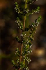 Image result for Erica whyteana