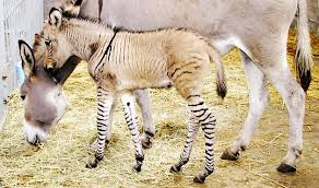We did not find results for: Zonkeys The Lucky Penny