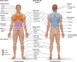 The anatomical position is the central concept behind all descriptions of location within the body. Solved Construct Sentences That Use The Following Directional Chegg Com