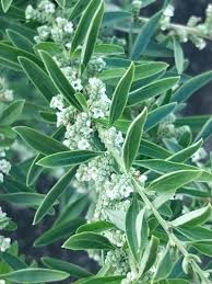 Image result for Polystachya